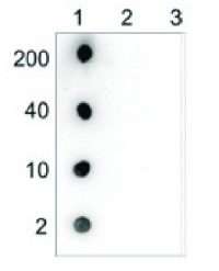 5-hmC | 5-hydroxymethylcytosine (monoclonal) in the group Antibodies Plant/Algal / DNA/RNA/Cell Cycle / Plant Epigenetics/DNA methylation at Agrisera AB (Antibodies for research) (AS16 3164)